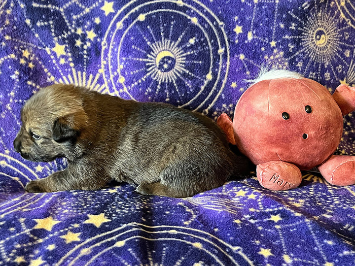 chinook puppy